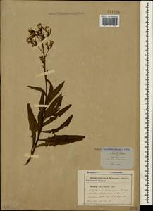 Lactuca tatarica (L.) C. A. Mey., Crimea (KRYM) (Russia)