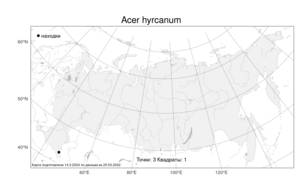 Acer hyrcanum Fisch. & C. A. Mey., Atlas of the Russian Flora (FLORUS) (Russia)