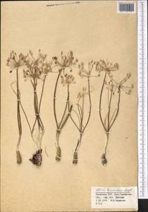 Allium borszczowii Regel, Middle Asia, Syr-Darian deserts & Kyzylkum (M7) (Kazakhstan)