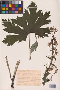 Aconitum septentrionale Koelle, Eastern Europe, Eastern region (E10) (Russia)