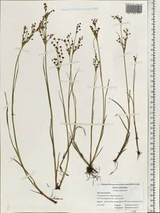 Juncus articulatus L., Eastern Europe, Central forest region (E5) (Russia)