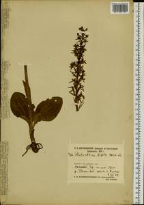 Platanthera bifolia (L.) Rich., Siberia, Central Siberia (S3) (Russia)