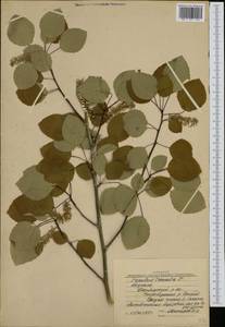 Populus tremula L., Siberia, Yakutia (S5) (Russia)