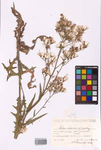 Lactuca tatarica (L.) C. A. Mey., Eastern Europe, Middle Volga region (E8) (Russia)