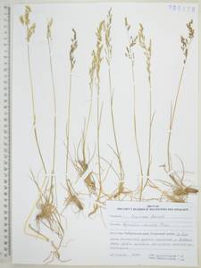 Agrostis clavata Trin., Siberia, Russian Far East (S6) (Russia)