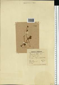 Coptidium pallasii (Schltdl.) A. & D. Löve, Eastern Europe, Northern region (E1) (Russia)