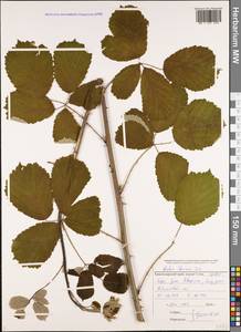 Rubus ibericus Juz., Caucasus, Black Sea Shore (from Novorossiysk to Adler) (K3) (Russia)