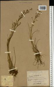 Juncus articulatus L., Eastern Europe, South Ukrainian region (E12) (Ukraine)