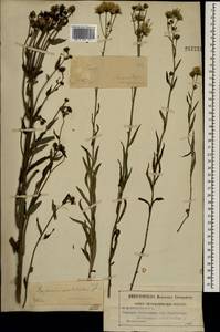 Hieracium umbellatum L., Eastern Europe, Moscow region (E4a) (Russia)