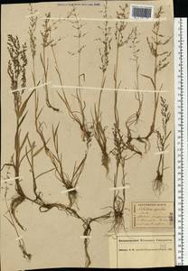 Catabrosa aquatica (L.) P.Beauv., Eastern Europe, Central forest region (E5) (Russia)