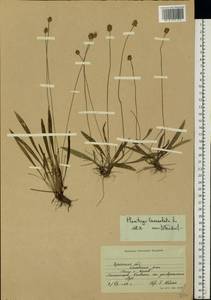 Plantago lanceolata L., Eastern Europe, South Ukrainian region (E12) (Ukraine)