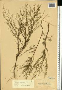 Artemisia scoparia Waldst. & Kit., Eastern Europe, Lower Volga region (E9) (Russia)