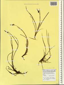 Carex transcaucasica T.V.Egorova, Caucasus, Stavropol Krai, Karachay-Cherkessia & Kabardino-Balkaria (K1b) (Russia)