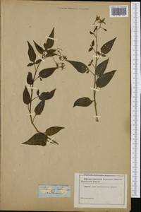 Solanum dulcamara L., Eastern Europe, Lithuania (E2a) (Lithuania)