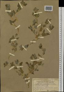 Atriplex sibirica L., Siberia, Central Siberia (S3) (Russia)