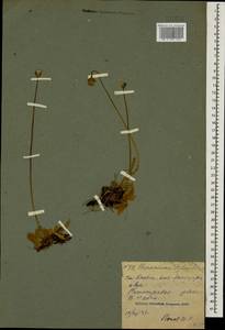 Pilosella officinarum Vaill., Caucasus, Georgia (K4) (Georgia)