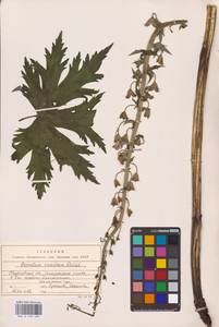 Aconitum septentrionale Koelle, Eastern Europe, Eastern region (E10) (Russia)