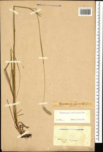 Alopecurus arundinaceus Poir., Caucasus, Stavropol Krai, Karachay-Cherkessia & Kabardino-Balkaria (K1b) (Russia)