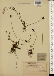 Pilosella officinarum Vaill., Crimea (KRYM) (Russia)