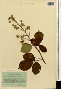 Rubus ibericus Juz., Caucasus, Black Sea Shore (from Novorossiysk to Adler) (K3) (Russia)