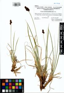 Carex melananthiformis Litv., Siberia, Baikal & Transbaikal region (S4) (Russia)