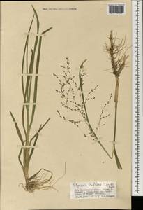 Glyceria lithuanica (Gorski) Gorski, Mongolia (MONG) (Mongolia)