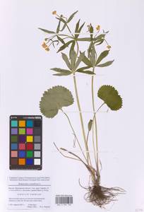 Ranunculus cassubicus L., Eastern Europe, Moscow region (E4a) (Russia)
