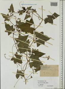Bryonia alba L., Eastern Europe, Central forest-and-steppe region (E6) (Russia)