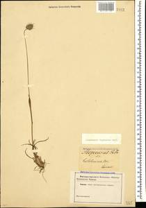 Alopecurus vaginatus (Willd.) Kunth, Caucasus (no precise locality) (K0)