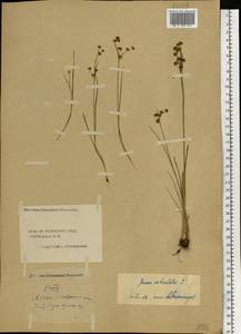 Juncus articulatus L., Eastern Europe, Central forest region (E5) (Russia)