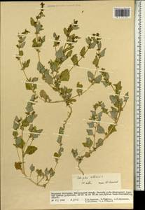Atriplex sibirica L., Mongolia (MONG) (Mongolia)