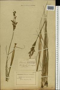 Juncus compressus Jacq., Eastern Europe, Rostov Oblast (E12a) (Russia)