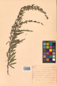 Lespedeza juncea (L.f.) Pers., Siberia, Russian Far East (S6) (Russia)