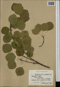 Populus tremula L., Siberia, Chukotka & Kamchatka (S7) (Russia)