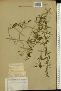 Convolvulus arvensis L., Eastern Europe, Central forest-and-steppe region (E6) (Russia)
