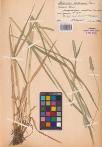 Alopecurus arundinaceus Poir., Eastern Europe, Lower Volga region (E9) (Russia)