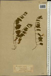 Convolvulus arvensis L., Eastern Europe, South Ukrainian region (E12) (Ukraine)