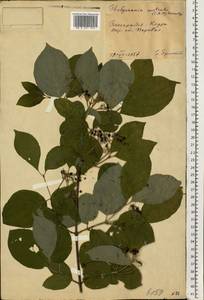 Cornus sanguinea subsp. australis (C.A.Mey.) Jáv., Eastern Europe, Moldova (E13a) (Moldova)