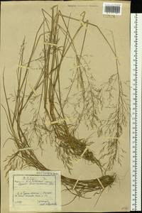 Agrostis divaricatissima Mez, Siberia, Baikal & Transbaikal region (S4) (Russia)