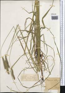 Alopecurus arundinaceus Poir., Middle Asia, Dzungarian Alatau & Tarbagatai (M5) (Kazakhstan)