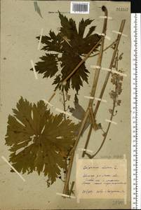 Aconitum septentrionale Koelle, Eastern Europe, Moscow region (E4a) (Russia)
