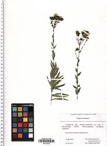 Crepis tectorum L., Eastern Europe, Middle Volga region (E8) (Russia)