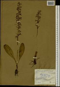 Platanthera bifolia (L.) Rich., Siberia, Altai & Sayany Mountains (S2) (Russia)