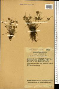 Cyperus flavescens L., Caucasus, Azerbaijan (K6) (Azerbaijan)