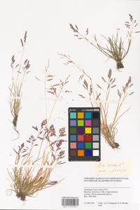 Poa annua L., Siberia, Western Siberia (S1) (Russia)