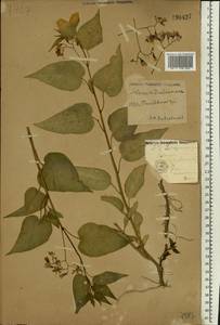 Solanum dulcamara L., Eastern Europe, Central forest-and-steppe region (E6) (Russia)