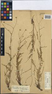 Tanacetum barclayanum DC., Middle Asia, Western Tian Shan & Karatau (M3) (Kazakhstan)