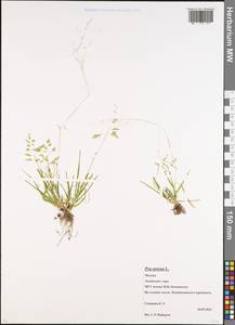 Poa annua L., Eastern Europe, Moscow region (E4a) (Russia)