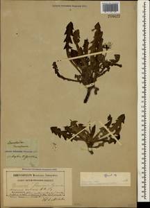 Taraxacum officinale Weber ex F. H. Wigg., Crimea (KRYM) (Russia)