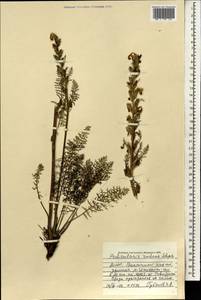 Pedicularis rubens Stephan ex Willd., Mongolia (MONG) (Mongolia)